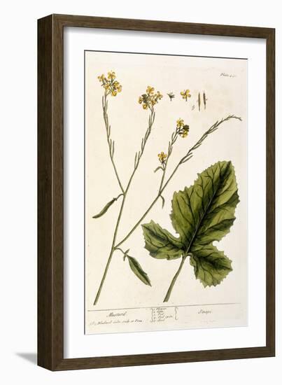 Mustard, Plate 446 from A Curious Herbal, Published 1782-Elizabeth Blackwell-Framed Giclee Print