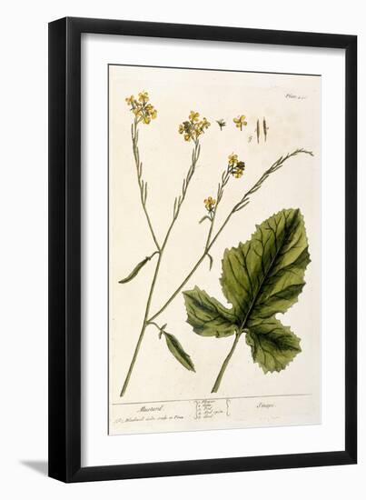 Mustard, Plate 446 from A Curious Herbal, Published 1782-Elizabeth Blackwell-Framed Giclee Print