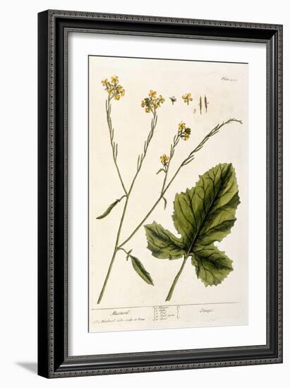 Mustard, Plate 446 from A Curious Herbal, Published 1782-Elizabeth Blackwell-Framed Giclee Print