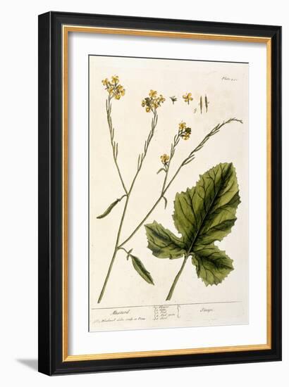 Mustard, Plate 446 from A Curious Herbal, Published 1782-Elizabeth Blackwell-Framed Giclee Print