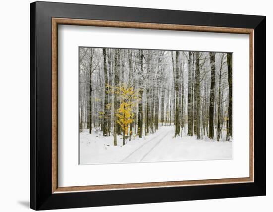 Mustard Tree-Brooke T. Ryan-Framed Photographic Print