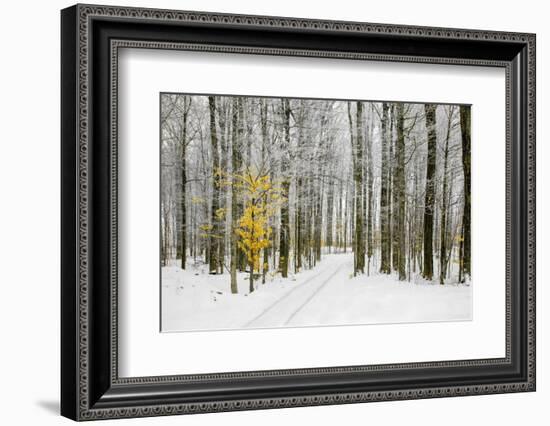 Mustard Tree-Brooke T. Ryan-Framed Photographic Print