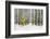 Mustard Tree-Brooke T. Ryan-Framed Photographic Print