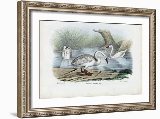 Mute Swan, 1863-79-Raimundo Petraroja-Framed Giclee Print