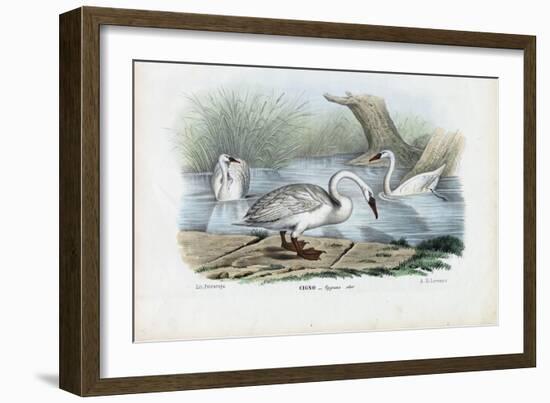 Mute Swan, 1863-79-Raimundo Petraroja-Framed Giclee Print