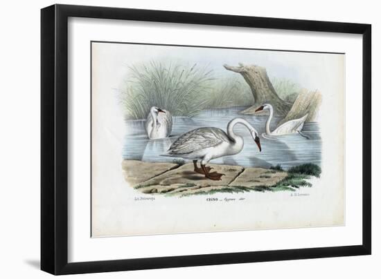 Mute Swan, 1863-79-Raimundo Petraroja-Framed Giclee Print