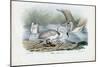 Mute Swan, 1863-79-Raimundo Petraroja-Mounted Giclee Print
