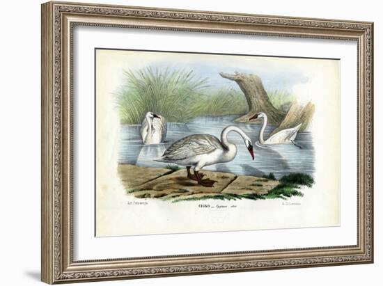 Mute Swan, 1863-79-Raimundo Petraroja-Framed Giclee Print