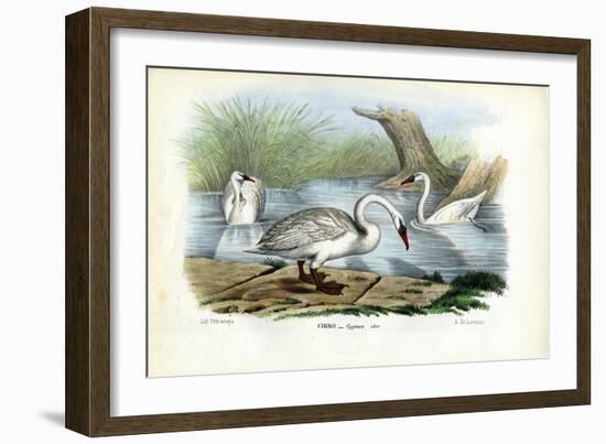 Mute Swan, 1863-79-Raimundo Petraroja-Framed Giclee Print