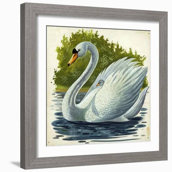 Mute Swan and Chick Cygnus Olor-null-Framed Giclee Print