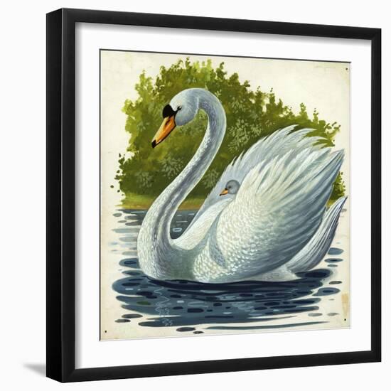 Mute Swan and Chick Cygnus Olor-null-Framed Giclee Print