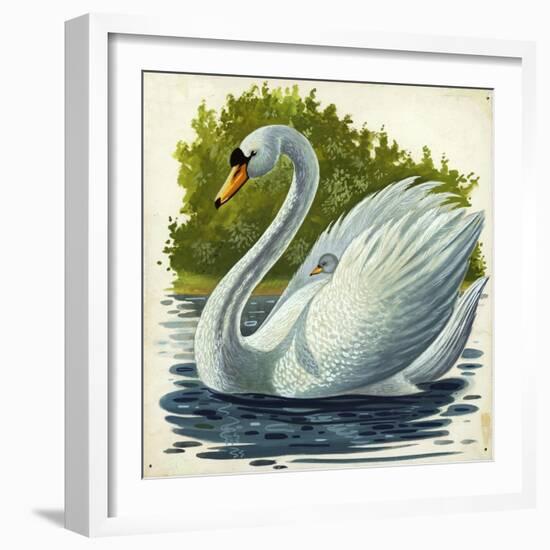 Mute Swan and Chick Cygnus Olor-null-Framed Giclee Print