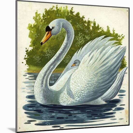 Mute Swan and Chick Cygnus Olor-null-Mounted Giclee Print