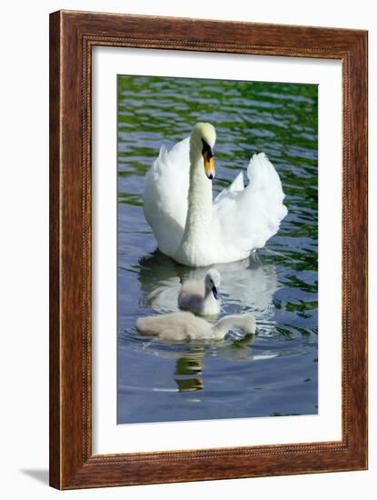 Mute Swan And Cygnets-Georgette Douwma-Framed Photographic Print