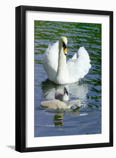 Mute Swan And Cygnets-Georgette Douwma-Framed Photographic Print