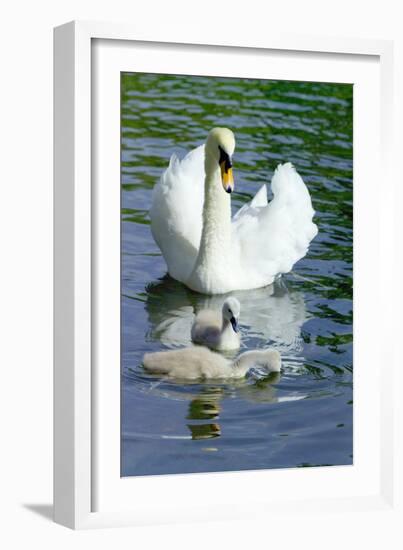 Mute Swan And Cygnets-Georgette Douwma-Framed Photographic Print