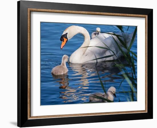 Mute Swan and Young Family-hipproductions-Framed Photographic Print