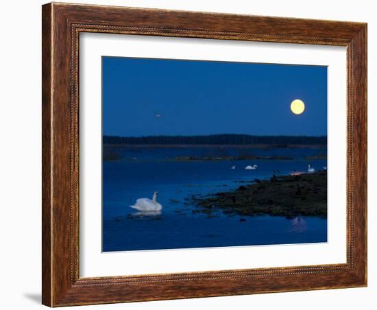 Mute Swan before Sunrise with Full Moon, Hornborgasjon Lake, Sweden-Inaki Relanzon-Framed Photographic Print