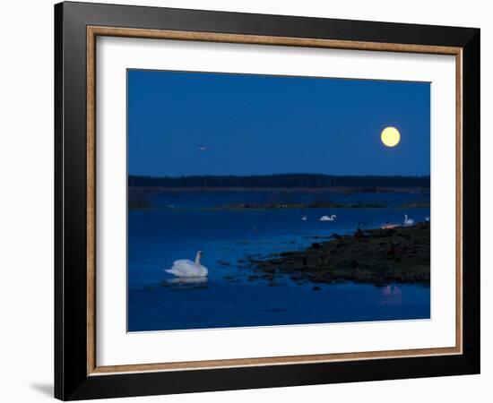 Mute Swan before Sunrise with Full Moon, Hornborgasjon Lake, Sweden-Inaki Relanzon-Framed Photographic Print