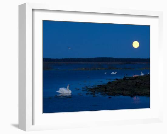 Mute Swan before Sunrise with Full Moon, Hornborgasjon Lake, Sweden-Inaki Relanzon-Framed Photographic Print