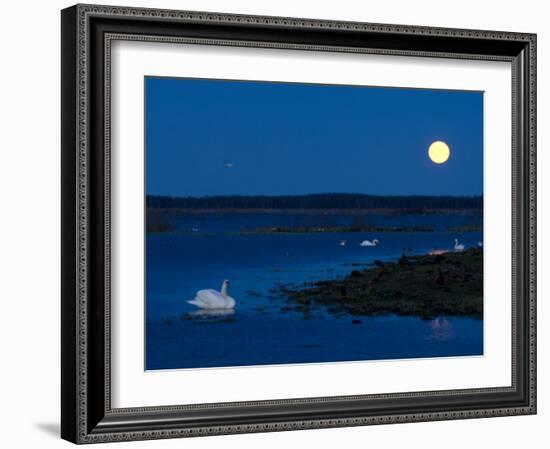 Mute Swan before Sunrise with Full Moon, Hornborgasjon Lake, Sweden-Inaki Relanzon-Framed Photographic Print