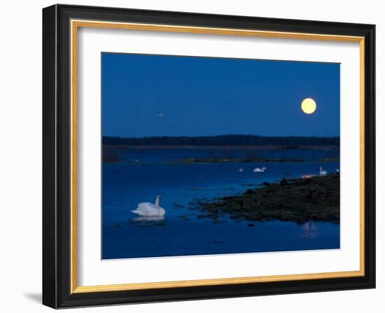 Mute Swan before Sunrise with Full Moon, Hornborgasjon Lake, Sweden-Inaki Relanzon-Framed Photographic Print