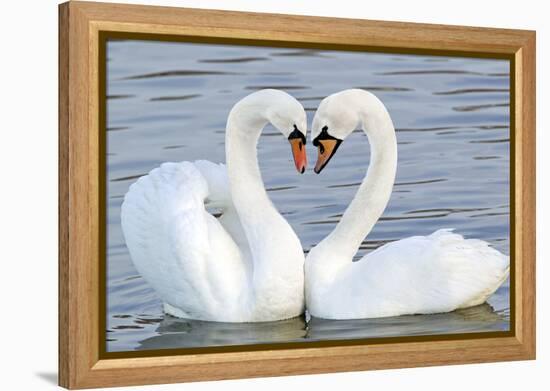 Mute Swan Courtship Display-null-Framed Premier Image Canvas