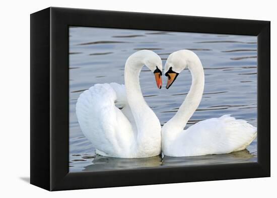 Mute Swan Courtship Display-null-Framed Premier Image Canvas