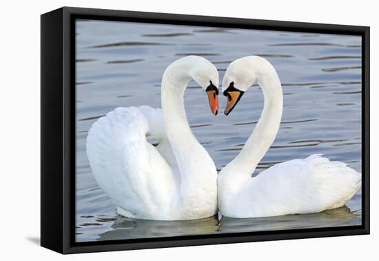 Mute Swan Courtship Display-null-Framed Premier Image Canvas