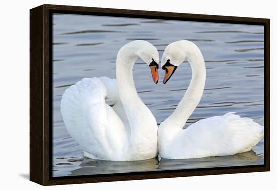 Mute Swan Courtship Display-null-Framed Premier Image Canvas