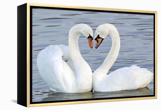 Mute Swan Courtship Display-null-Framed Premier Image Canvas