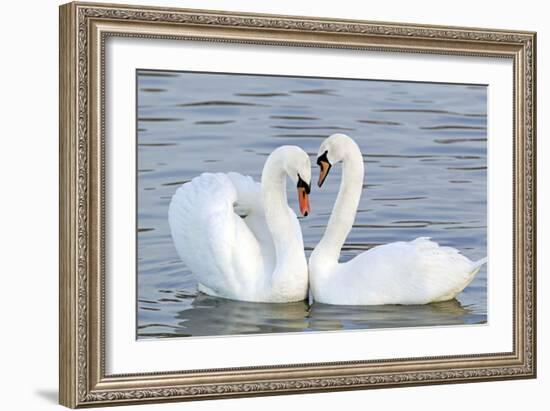 Mute Swan Courtship Display-null-Framed Photographic Print