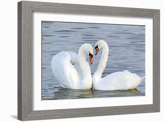 Mute Swan Courtship Display-null-Framed Photographic Print