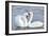 Mute Swan Courtship Display-null-Framed Photographic Print