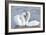 Mute Swan Courtship Display-null-Framed Photographic Print