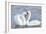 Mute Swan Courtship Display-null-Framed Photographic Print