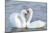 Mute Swan Courtship Display-null-Mounted Photographic Print