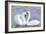 Mute Swan Courtship Display-null-Framed Photographic Print