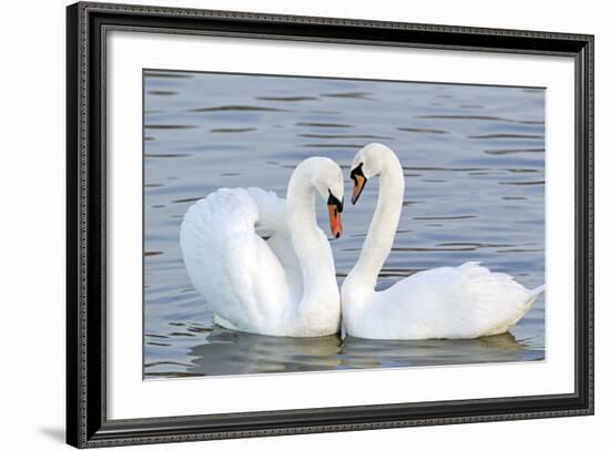 Mute Swan Courtship Display-null-Framed Photographic Print