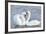 Mute Swan Courtship Display-null-Framed Photographic Print