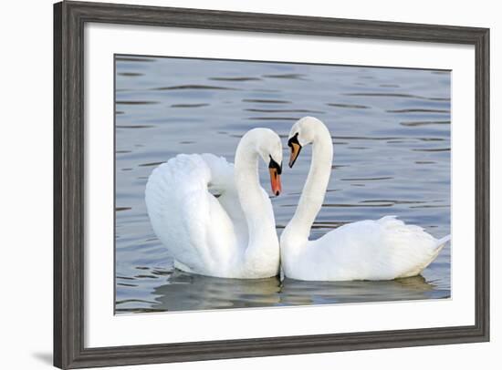 Mute Swan Courtship Display-null-Framed Photographic Print