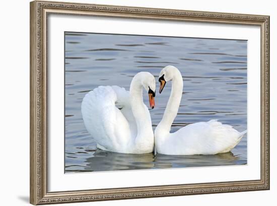 Mute Swan Courtship Display-null-Framed Photographic Print