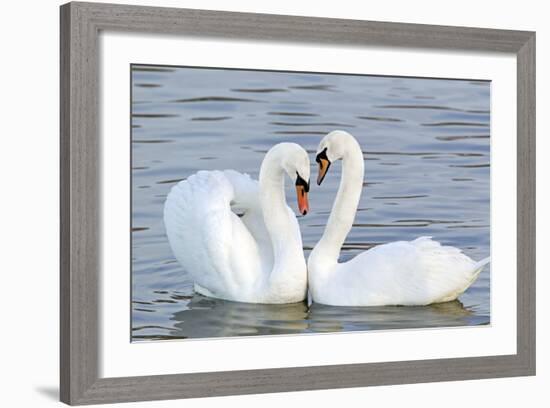 Mute Swan Courtship Display-null-Framed Photographic Print