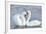 Mute Swan Courtship Display-null-Framed Photographic Print