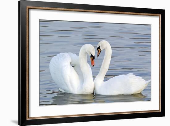 Mute Swan Courtship Display--Framed Photographic Print