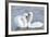 Mute Swan Courtship Display-null-Framed Photographic Print