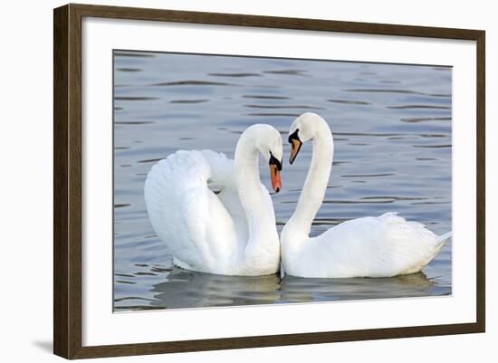 Mute Swan Courtship Display--Framed Photographic Print