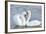 Mute Swan Courtship Display-null-Framed Photographic Print