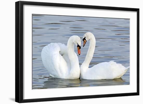 Mute Swan Courtship Display-null-Framed Photographic Print