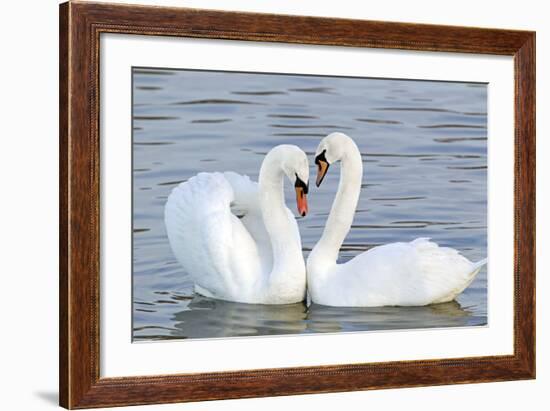 Mute Swan Courtship Display-null-Framed Photographic Print